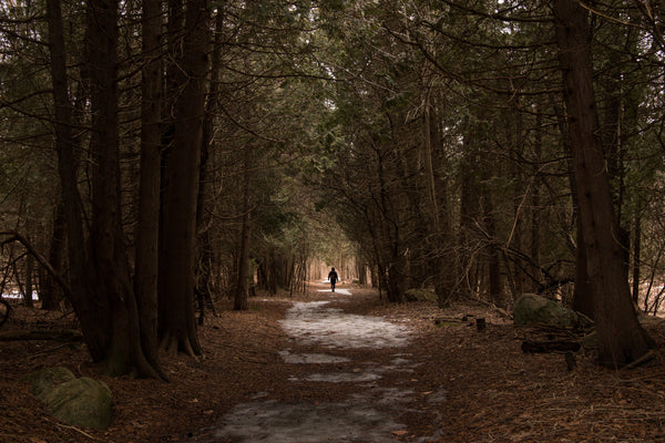 A person in the distance walks away on a path through trees.