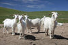 Pashmina Goats in Nepal